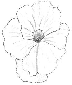 233x272 Pencil Art Photo Pencil Sketch Flower