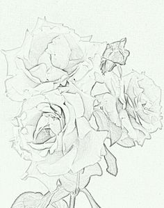 236x299 Carnations My Late Mother's Favourite Flowers. Colour Pencils