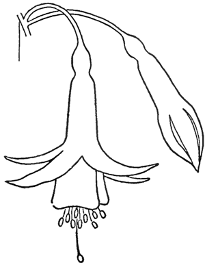 300x387 How To Draw Fuchsias Flowers With Easy Steps Drawing Tutorial