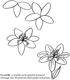 236x272 Photos How To Draw A Flower,