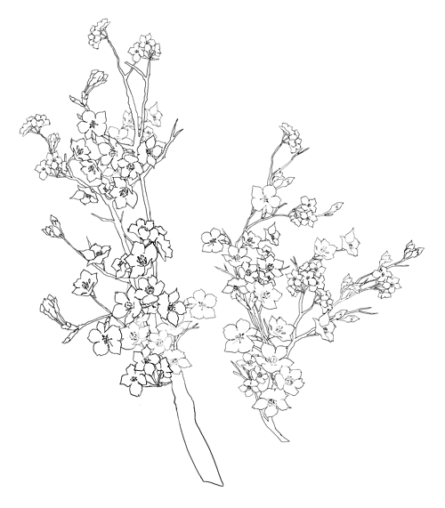 500x571 Flowers Tumblr Drawing Transparent Image Gallery Hcpr