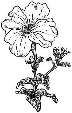 236x370 Petunia Clipart Tumblr Flower