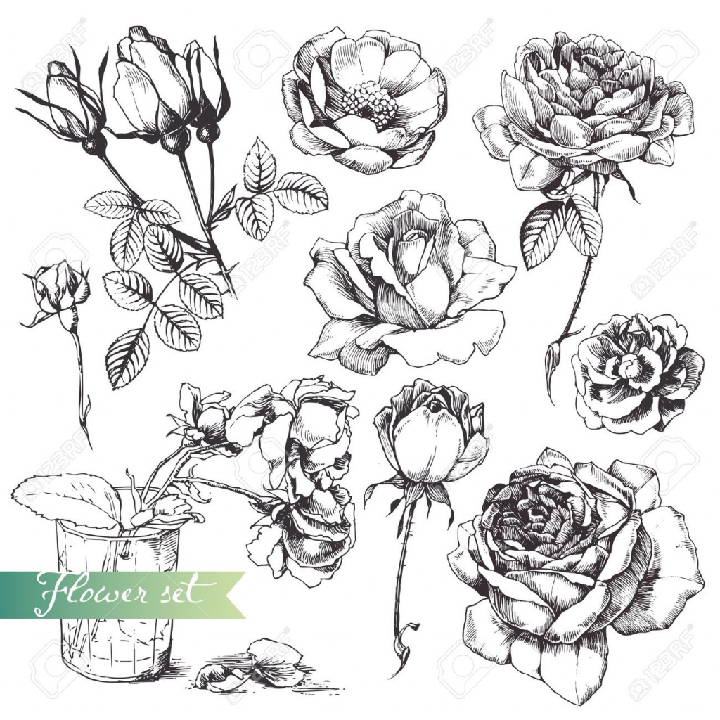 1024x1024 Flower Vase Drawing Rose Flower Set Highly Detailed Hand Drawn