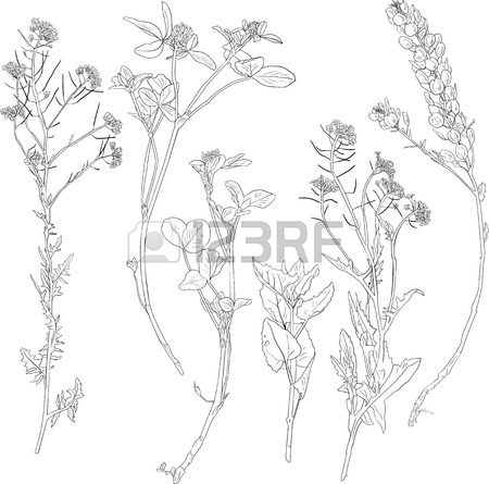 450x445 Set Of Line Drawing Herbs, Wild Flowers, Hand Drawn Vector
