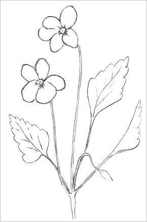 291x440 Photos Flower Pencil Drawings Printable,