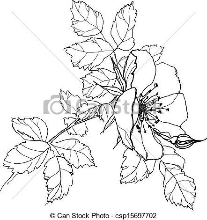 728x774 Pictures Of Pencil Drawings Of Flowers Archives