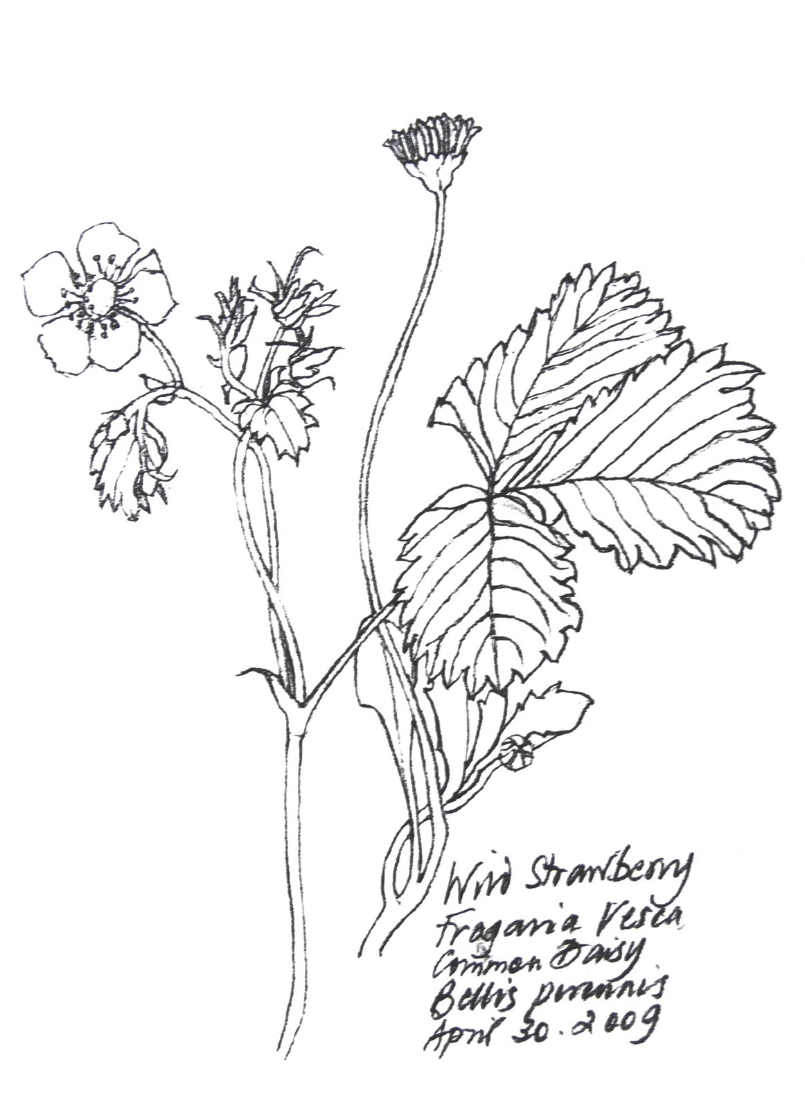 1162x1600 Tolpuddle Martyr Wild Flowers Picked In French Hedgerows, Pencil