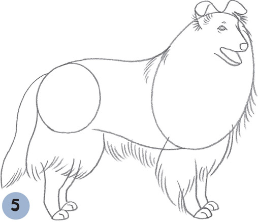 508x437 Rough Collie