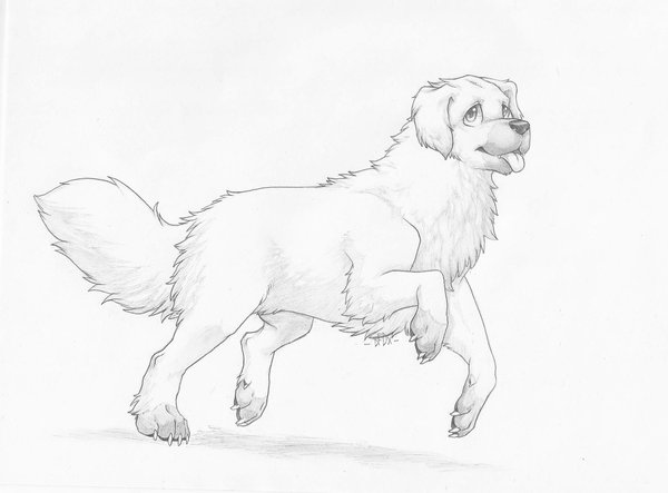 Fluffy Dog Drawing at GetDrawings | Free download