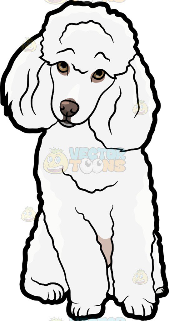 541x1024 A Wondering Miniature Poodle Cartoon Clipart