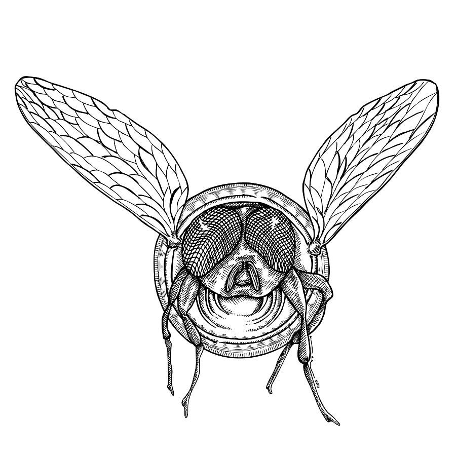 900x900 Can Fly Drawing By Karl Addison