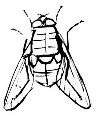 322x395 Dung Fly Picture 1 Creepvalley Drawing Lessons