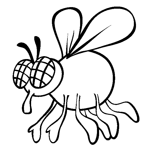 554x565 Fly Coloring Page
