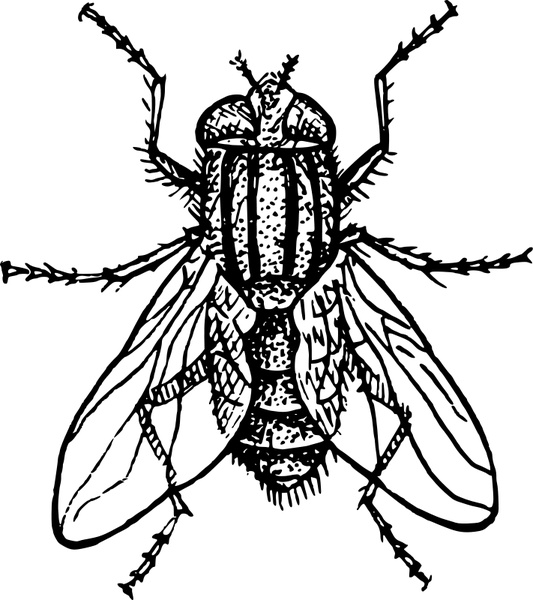 533x600 House Fly Free Vector In Open Office Drawing Svg ( Svg ) Vector