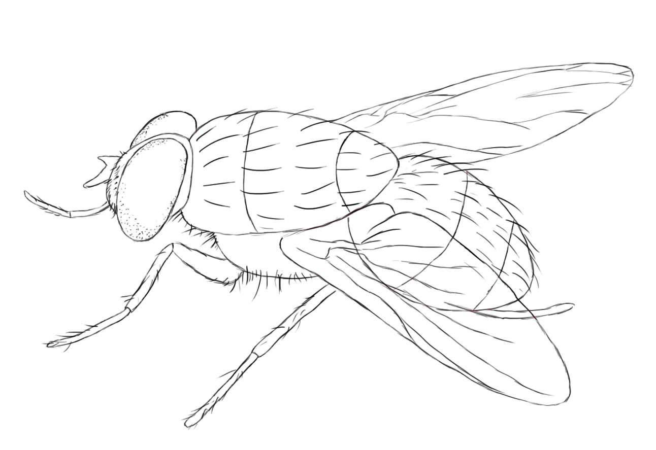 1292x887 How To Draw A Fly