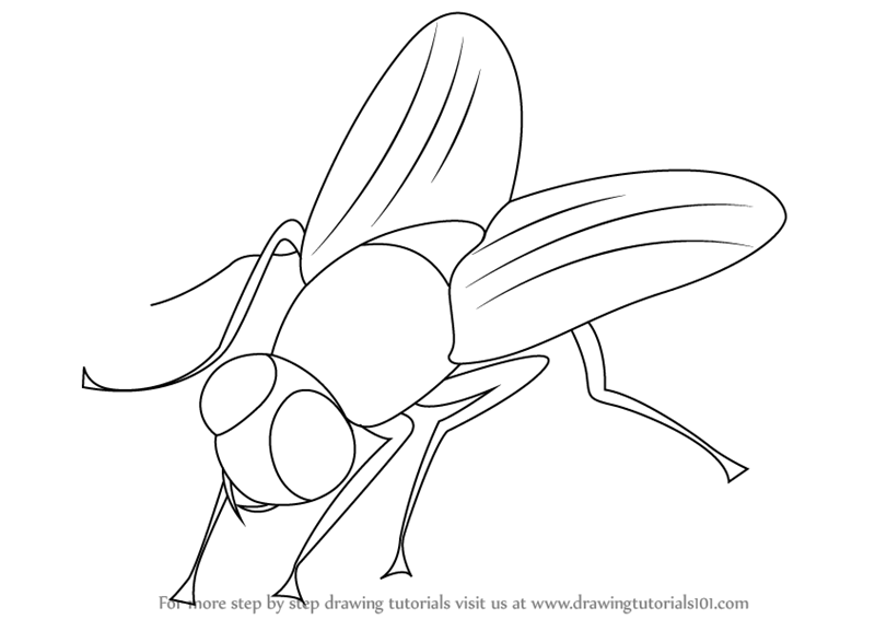 800x566 Learn How To Draw A Fly (Insects) Step By Step Drawing Tutorials