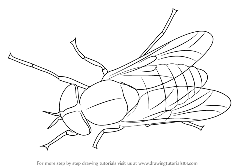 800x563 Learn How To Draw A Horse Fly (Insects) Step By Step Drawing