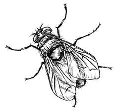 236x227 How To Draw A Bird Flying In The Clouds Yzarts. Draw Fly Insect 5