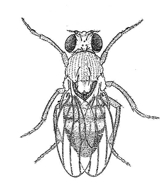 543x605 Biological Drawings. Fruit Fly (Drosophila). Insects Structure