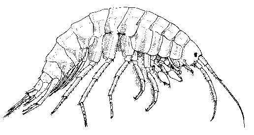 516x274 Fly Fishing Shrimp Amp Scuds