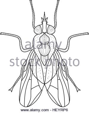 300x384 Drawing Sketch Style Illustration Of Fly Fisherman Viewed