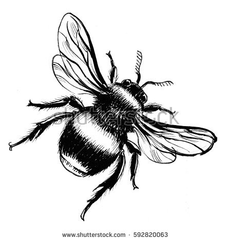 450x470 Drawings Of Bumble Bees