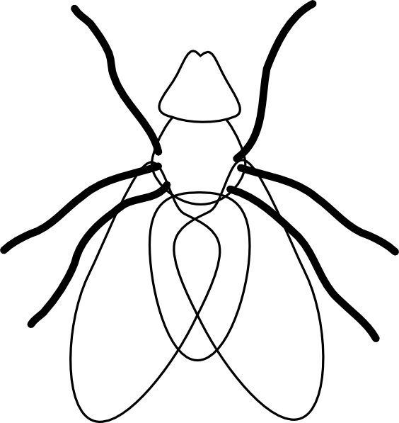 564x597 Fly Line Drawing