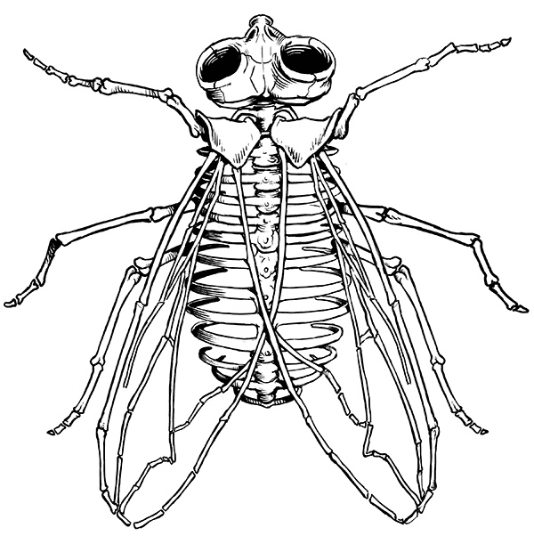 600x602 Fly Skeleton Drawing Black And White Line Drawing
