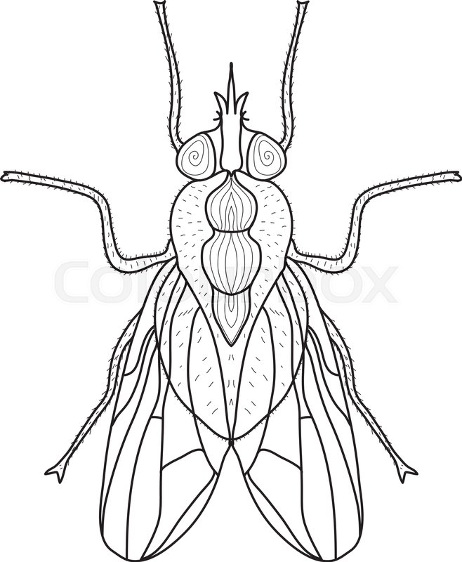 658x800 Fly Insect Sketch, Doodle Style. Line Art. Vector Illustration