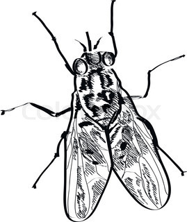 269x320 Hand Drawn Sketch Of Fly Isolated, Black And White Cartoon Vector
