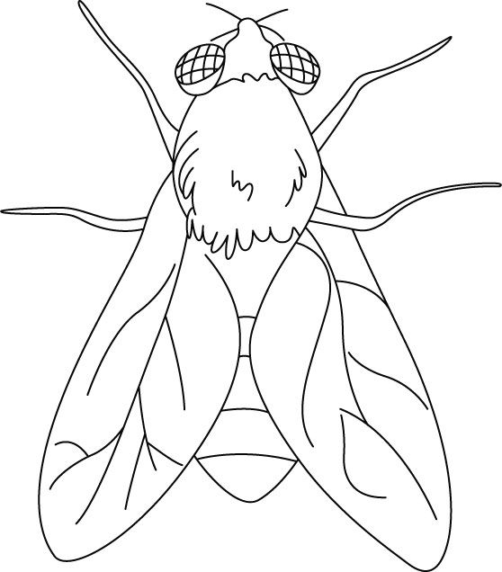 558x636 House Fly Coloring Pages Houseflies Activities