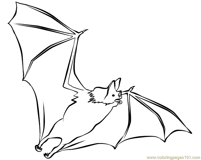 800x638 Bats Flying Coloring Page