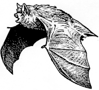200x182 Indiana Bat