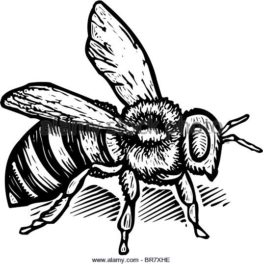 536x540 Drawing Of A Bee Stock Photos Amp Drawing Of A Bee Stock Images