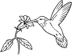 236x181 Bird Coloring Pages 81 Free Birds Coloring Pages Amp Birds