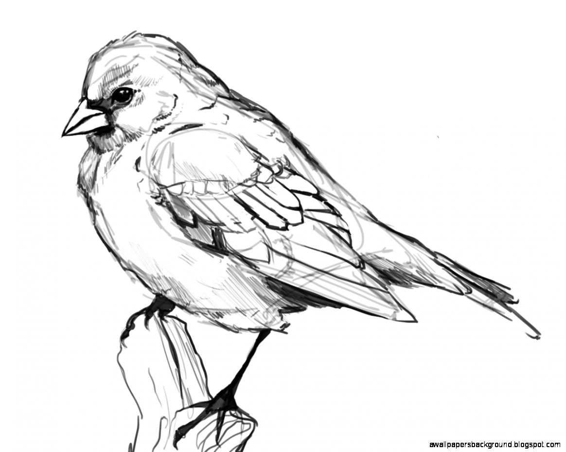 1164x929 Bird Drawing Tumblr Wallpapers Background