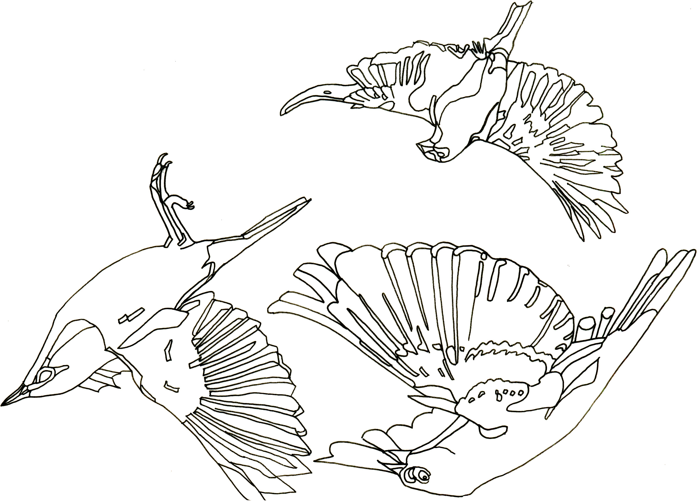 2369x1703 Bird Line Drawings A Drawing Of A Bird How To Draw Birds For Kids