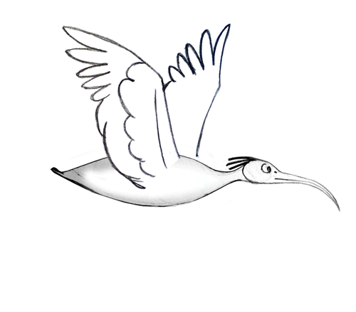 500x439 Why Birds Fly In