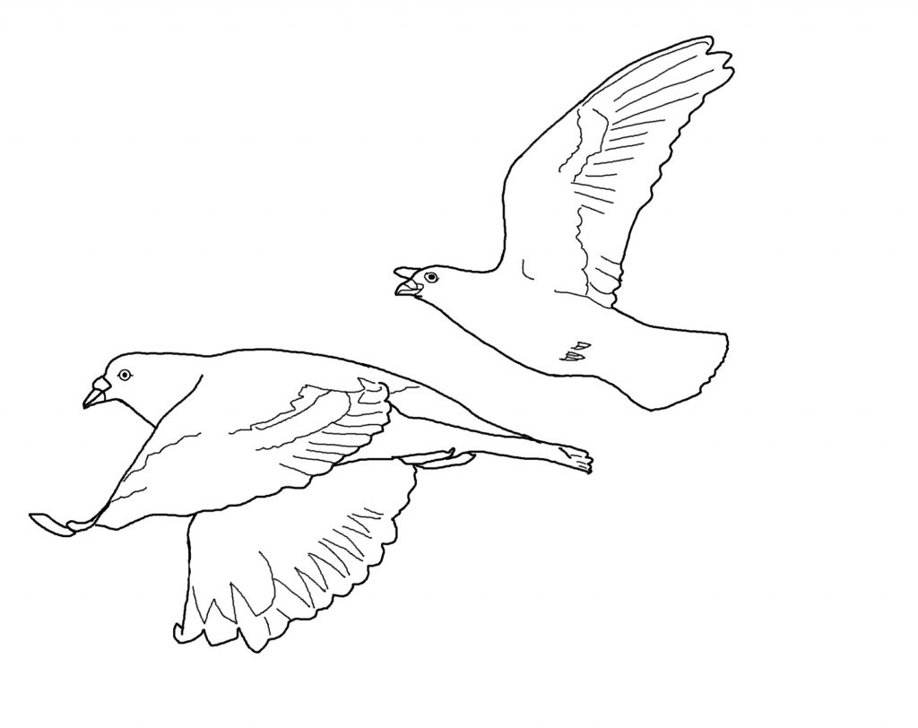 1024x812 Birds Drawing For Kids