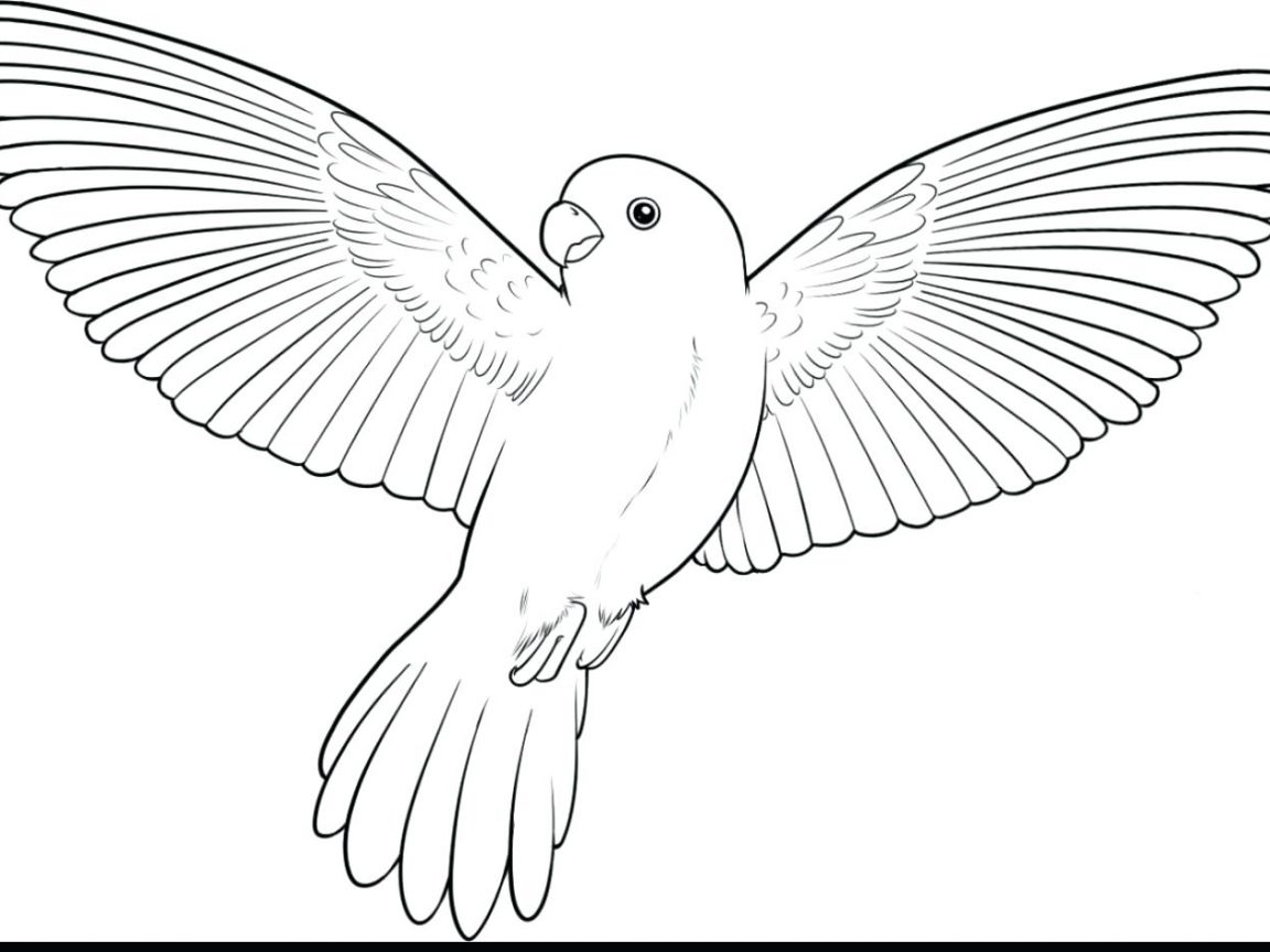 1152x864 Scarlet Macaw Drawing And Coloring Free Birds Page Animals Book