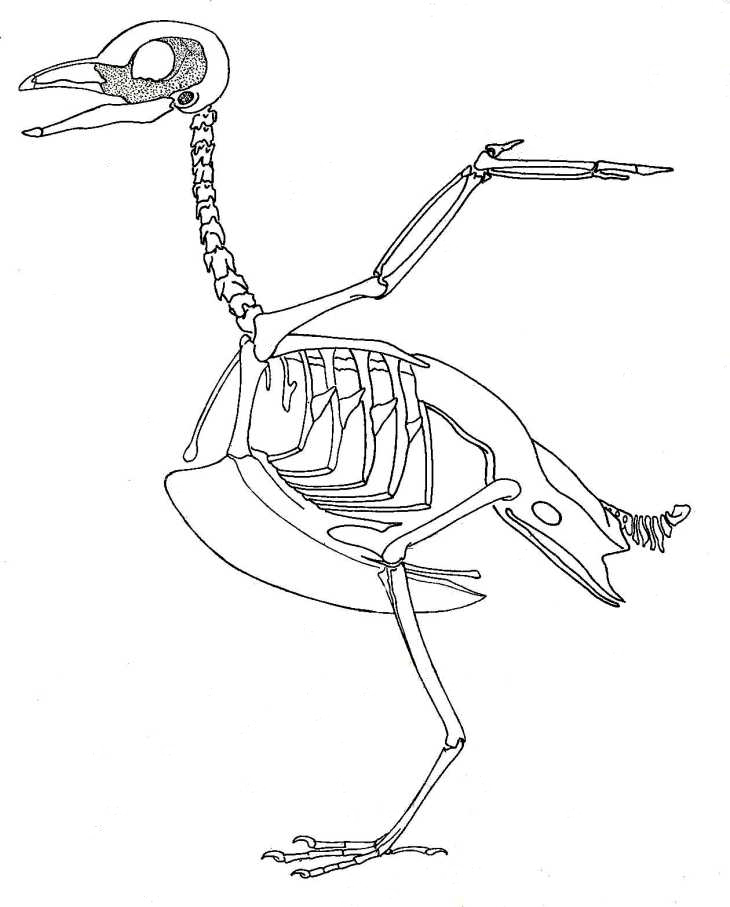 730x907 Biological Drawings. Bird Skeleton. Birds. Structure Amp Function