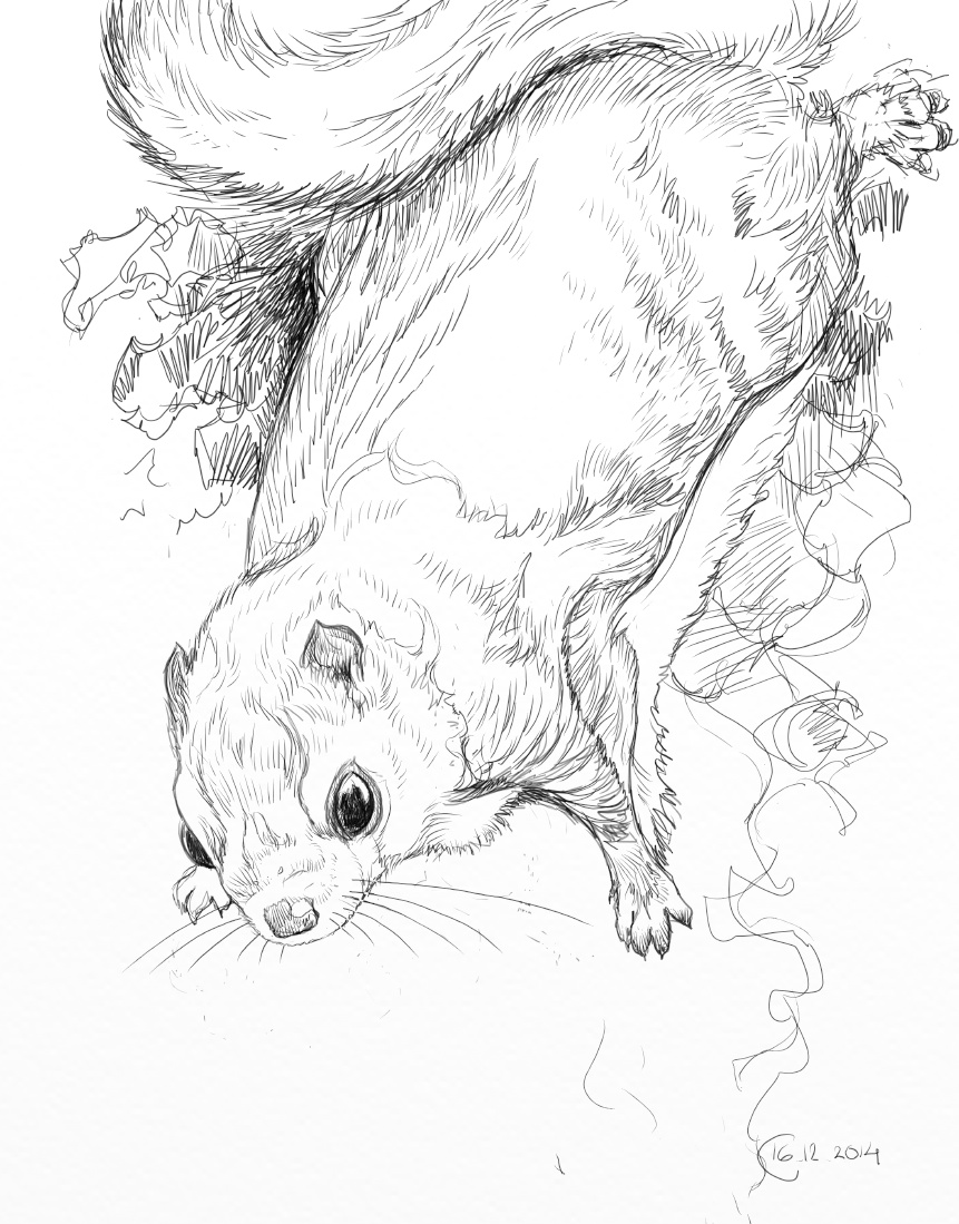 861x1099 Flying Squirrel Sketch