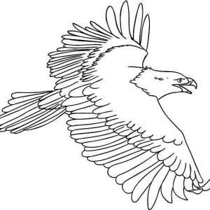 300x300 Drawing Flying Eagle Coloring Page Coloring Sun