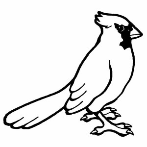 300x300 Cardinals Birds