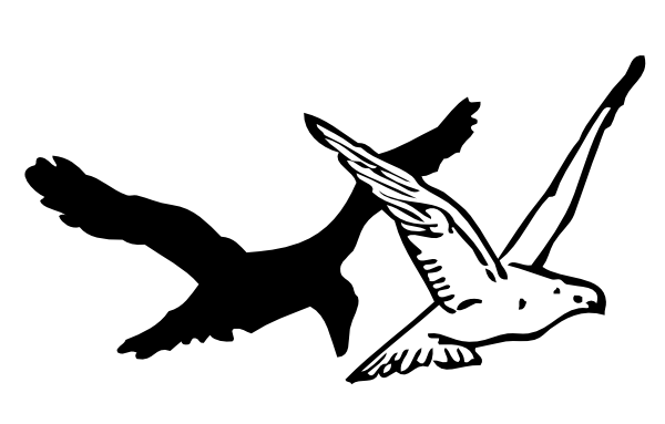 600x383 How To Draw A Flying Crow Easy Step By Step For Beginners