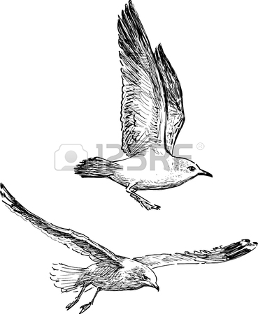369x450 Vector Drawings Of The Seagulls In The Flight Royalty Free