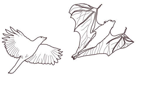 480x302 Crow Chasing Flying Fox Coloring Page Free Printable Coloring Pages