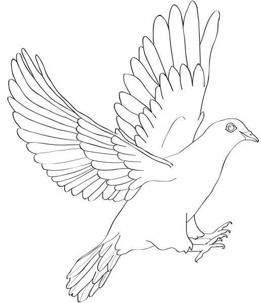 516x600 Outline Flying Dove Tattoo Design