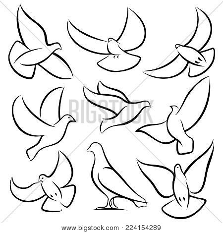 450x470 Dove Images, Illustrations, Vectors