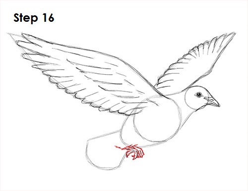 500x386 How To Draw A Dove